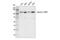 Exportin 1 antibody, 46249S, Cell Signaling Technology, Western Blot image 