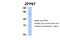 Zinc finger and BTB domain-containing protein 7B antibody, 27-689, ProSci, Western Blot image 