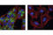 Insulin antibody, 4590S, Cell Signaling Technology, Immunocytochemistry image 