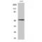 POU Class 2 Homeobox 2 antibody, LS-C385007, Lifespan Biosciences, Western Blot image 