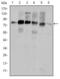 Cortactin antibody, MA5-15831, Invitrogen Antibodies, Western Blot image 