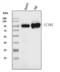 ICAM1 antibody, A00171-2, Boster Biological Technology, Western Blot image 