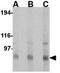  antibody, GTX85044, GeneTex, Western Blot image 