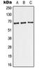 Telomeric Repeat Binding Factor 2 antibody, orb215528, Biorbyt, Western Blot image 