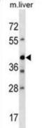 Arginine Vasopressin Receptor 1B antibody, abx030536, Abbexa, Western Blot image 