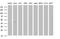 Sphingosine Kinase 1 antibody, MA5-26330, Invitrogen Antibodies, Western Blot image 