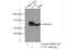 Chaperonin Containing TCP1 Subunit 5 antibody, 11603-1-AP, Proteintech Group, Immunoprecipitation image 