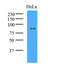 Lysine Acetyltransferase 2A antibody, AM09360PU-N, Origene, Western Blot image 