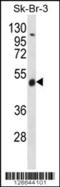 WD Repeat Domain 34 antibody, 56-416, ProSci, Western Blot image 