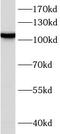 A-LAP antibody, FNab00616, FineTest, Western Blot image 