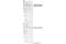 Glycogen Synthase 1 antibody, 47043T, Cell Signaling Technology, Western Blot image 