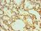 SM-20 antibody, LS-C379396, Lifespan Biosciences, Immunohistochemistry paraffin image 