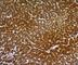 Hepatocyte Paraffin 1 antibody, NBP2-45202, Novus Biologicals, Immunohistochemistry frozen image 