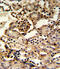 GUAA antibody, 63-546, ProSci, Immunohistochemistry paraffin image 
