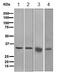 STIP1 Homology And U-Box Containing Protein 1 antibody, ab134064, Abcam, Western Blot image 