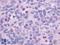 Formyl Peptide Receptor 1 antibody, LS-A2085, Lifespan Biosciences, Immunohistochemistry paraffin image 