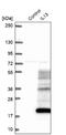 Interleukin 13 antibody, NBP1-89119, Novus Biologicals, Western Blot image 