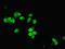 Dynein Light Chain LC8-Type 1 antibody, LS-B13812, Lifespan Biosciences, Immunofluorescence image 