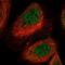 Lysosomal Trafficking Regulator antibody, HPA053366, Atlas Antibodies, Immunofluorescence image 
