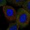 Proline Rich Nuclear Receptor Coactivator 1 antibody, NBP1-90837, Novus Biologicals, Immunofluorescence image 