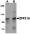 Zinc Finger Protein 514 antibody, NBP1-76550, Novus Biologicals, Western Blot image 