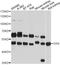 Glutathione Synthetase antibody, LS-C748543, Lifespan Biosciences, Western Blot image 