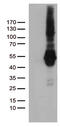 Programmed Cell Death 2 Like antibody, CF812456, Origene, Western Blot image 