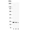 Cell Division Cycle 42 antibody, R30435, NSJ Bioreagents, Western Blot image 