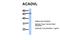 Acyl-CoA Dehydrogenase Very Long Chain antibody, 26-880, ProSci, Western Blot image 