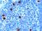 Docking Protein 5 antibody, LS-C54730, Lifespan Biosciences, Immunohistochemistry paraffin image 