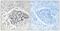 Copine 8 antibody, TA316141, Origene, Immunohistochemistry paraffin image 