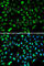 NME/NM23 Nucleoside Diphosphate Kinase 1 antibody, A0259, ABclonal Technology, Immunofluorescence image 