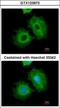 Aldehyde Dehydrogenase 1 Family Member A1 antibody, GTX123973, GeneTex, Immunocytochemistry image 