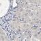 AFG3 Like Matrix AAA Peptidase Subunit 2 antibody, NBP1-87085, Novus Biologicals, Immunohistochemistry paraffin image 