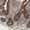 TRAF2 And NCK Interacting Kinase antibody, NBP1-82994, Novus Biologicals, Immunohistochemistry frozen image 