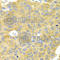 Proliferation-Associated 2G4 antibody, A5376, ABclonal Technology, Immunohistochemistry paraffin image 