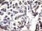 Zinc Finger Protein 280A antibody, LS-C336937, Lifespan Biosciences, Immunohistochemistry frozen image 