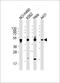 Adenosine A2a Receptor antibody, orb338920, Biorbyt, Western Blot image 