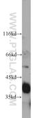 Asialoglycoprotein Receptor 1 antibody, 11739-1-AP, Proteintech Group, Western Blot image 