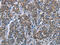 ELAV Like RNA Binding Protein 3 antibody, CSB-PA055799, Cusabio, Immunohistochemistry frozen image 