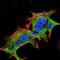 GIT ArfGAP 1 antibody, NBP2-22423, Novus Biologicals, Immunofluorescence image 