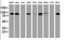 Dipeptidyl Peptidase 9 antibody, orb195420, Biorbyt, Western Blot image 