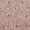Dynein Axonemal Light Chain 1 antibody, HPA053129, Atlas Antibodies, Immunohistochemistry paraffin image 
