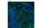 Desmoglein 2 antibody, 12631S, Cell Signaling Technology, Immunofluorescence image 