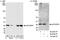 p38 mapk antibody, A300-707A, Bethyl Labs, Western Blot image 