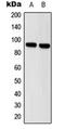 Signal Transducer And Activator Of Transcription 5A antibody, orb224180, Biorbyt, Western Blot image 