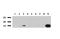 Cellular Retinoic Acid Binding Protein 2 antibody, UM800069, Origene, Western Blot image 