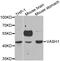 Vasohibin 1 antibody, MBS129707, MyBioSource, Western Blot image 