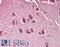 Matrix Remodeling Associated 5 antibody, LS-B10325, Lifespan Biosciences, Immunohistochemistry frozen image 