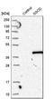 Sarcoglycan Delta antibody, HPA026969, Atlas Antibodies, Western Blot image 